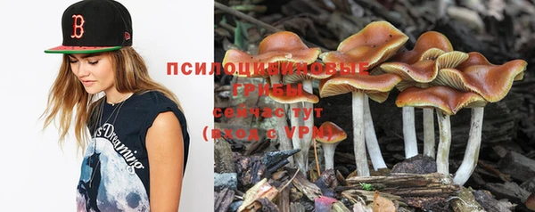 прущие грибы Алзамай